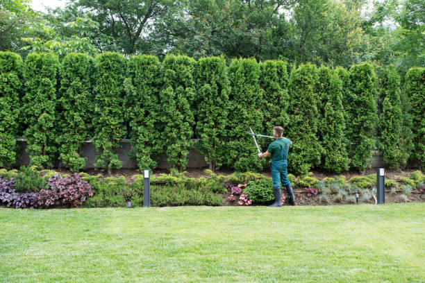 Best Pest Control for Lawns  in Seattle, WA